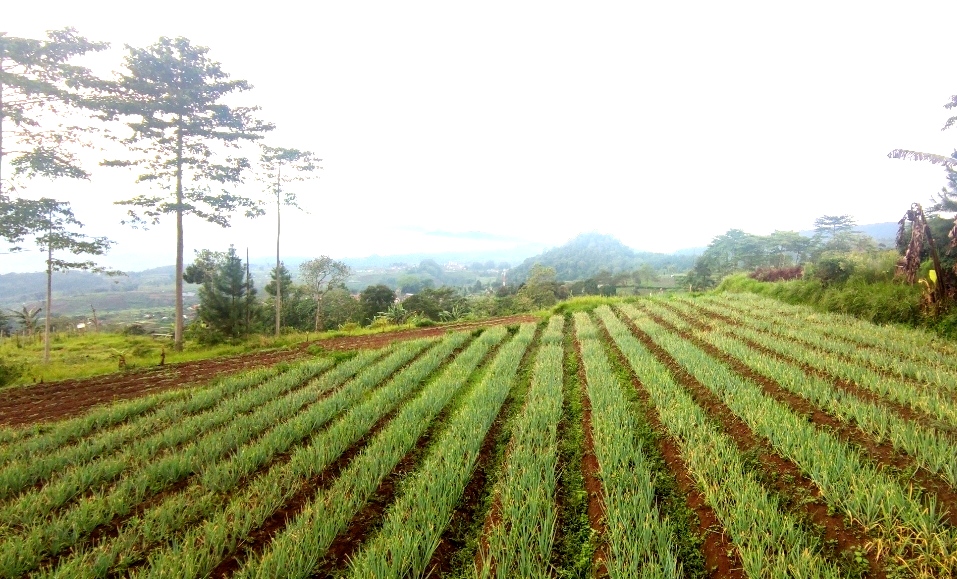 Desa Peternakan dan Sayuran di Lereng Gunung Ciremai Ini, Cocok Terapkan Pertanian ala Sri Darmanto Susilo