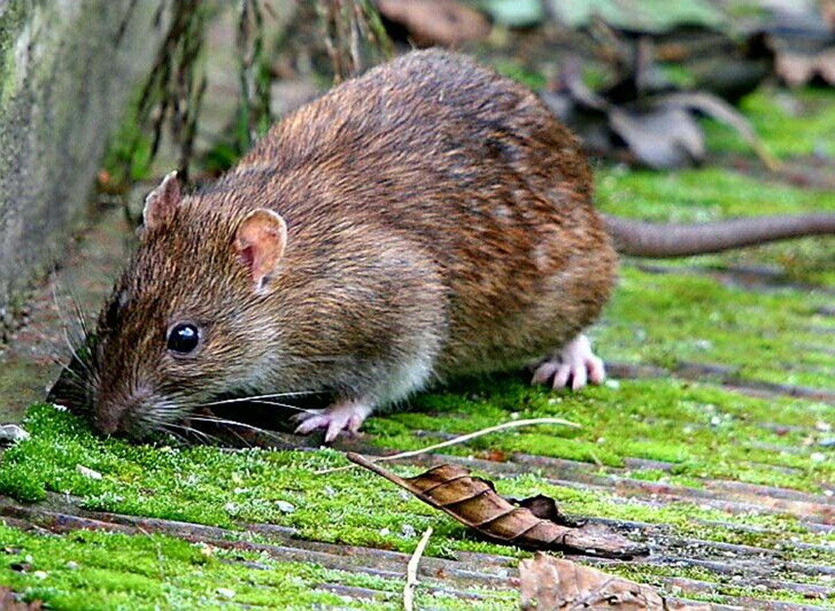 Bisa Bikin Tikus Menjauh dari Rumah! Ini Dia 6 Bau yang Tidak Disenangi Tikus Rumah