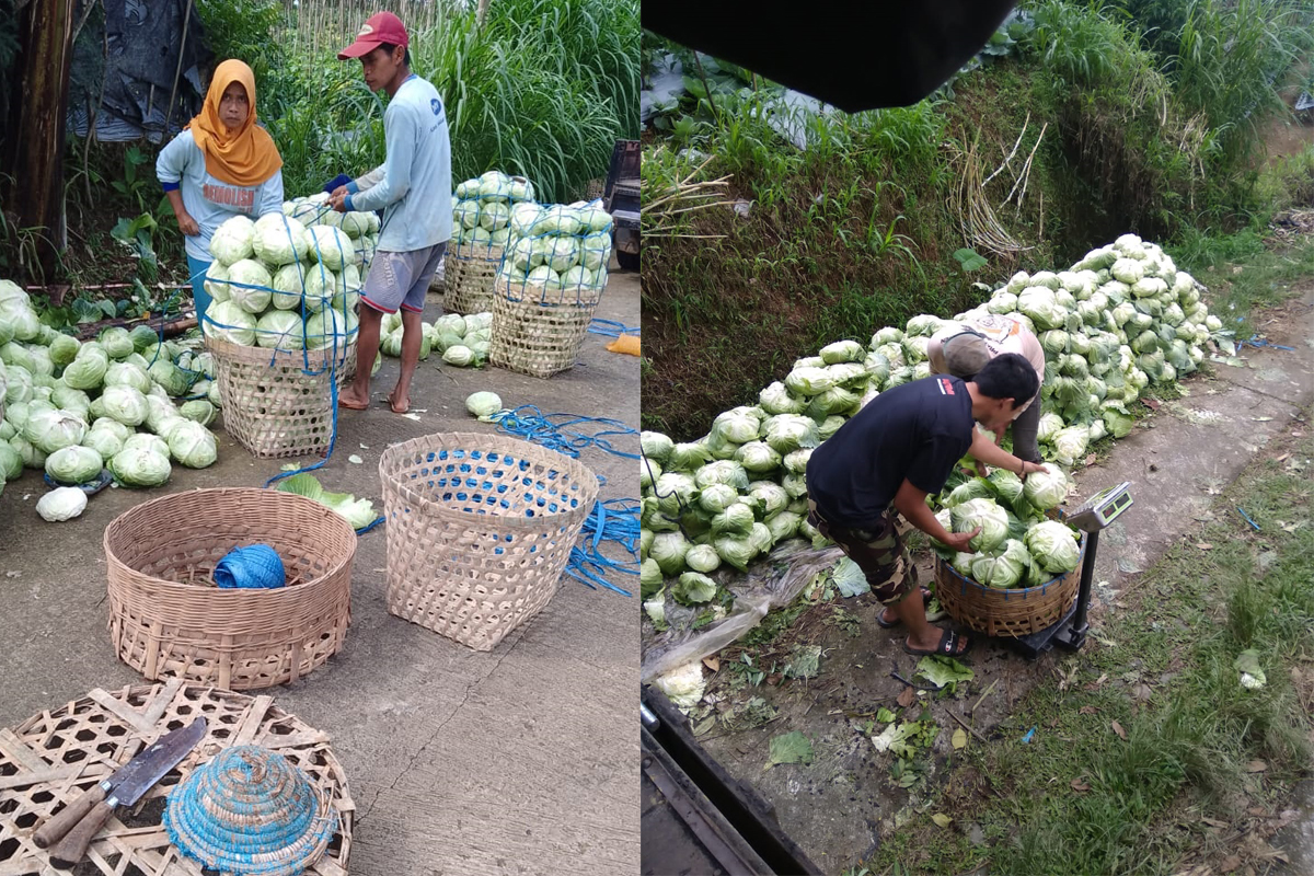 Sayur Tak Laku 7 Ton Per Hari, Relawan Prabowo Langsung Borong, Diberikan untuk Kaum Dhuafa