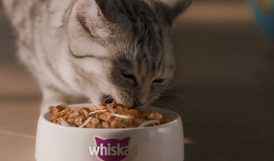 Selain Whiskas, Berikut 3 Rekomendasi Makanan Kucing Basah Terbaik dan juga Terjangkau!