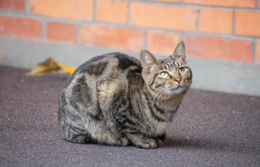 Tidak Betah di Rumah, Ini 10 Hal yang Dibenci Hewan Peliharaan Kucing, Oh Ternyata