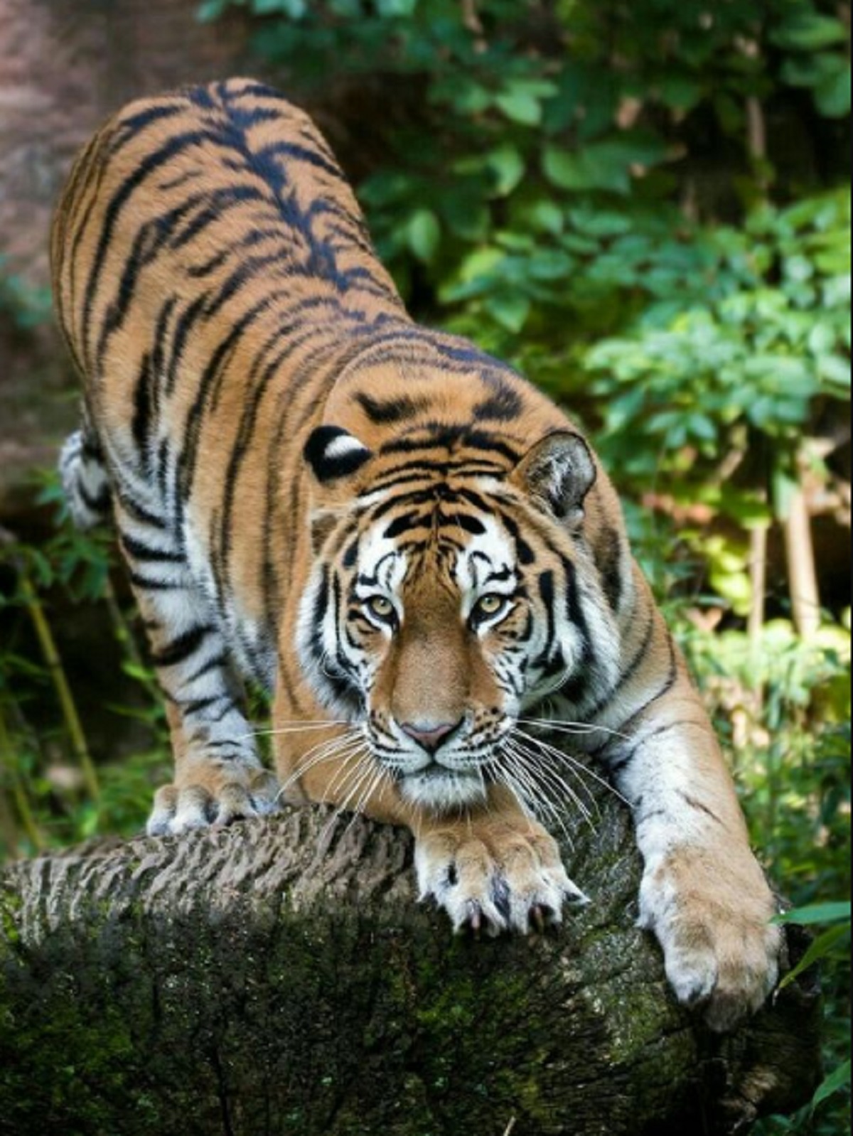 Sehelai Rambut Menjadi Bukti Kuat Bahwa Harimau Jawa Belum Punah, Ini Kata BRIN
