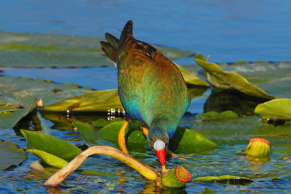 Ketahui, Inilah Fakta Purple Gallinule, Suka Belajar Jalan di Tanaman Terapung 