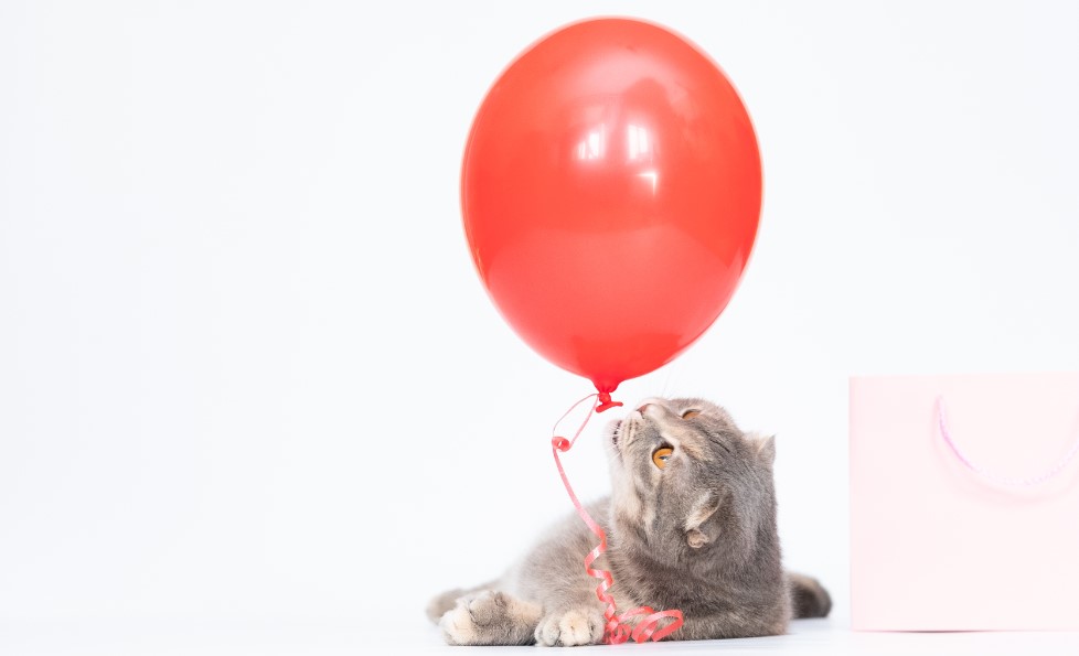 Karena Trauma? Ini 5 Alasan Kenapa Kucing Takut Balon, yang Mungkin Pernah Kamu Sepelekan