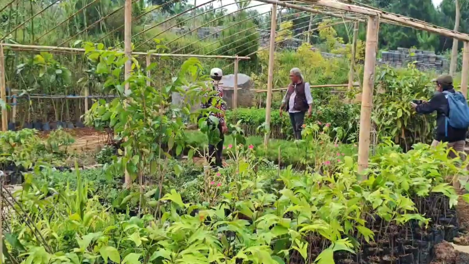 Fakta Mengejutkan! Penampakan Lahan Sekitar Arunika dari Tampilan Citra Satelit 2015-2025