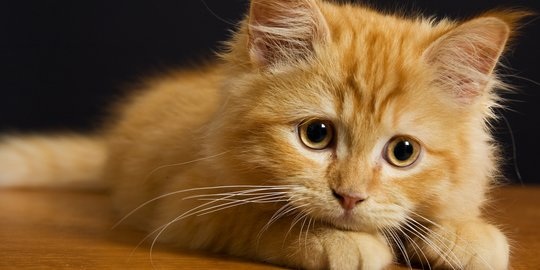 Bagaimana Cara Mengetahui Perasaan Kucing agar Tidak Kabur dari Rumah? Inilah 5 Alasan Kucing Kabur