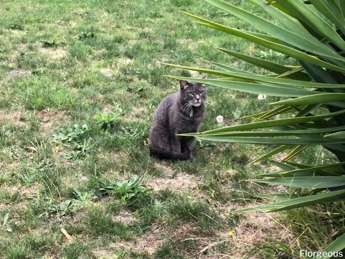 5 Tips Jitu dan Ampuh Cegah Kucing BAB atau Berak Sembarangan di Sekitar Rumah Kita