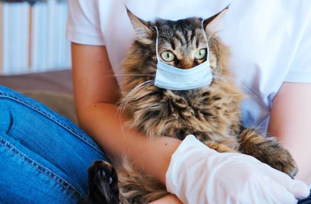 Daftar Penyakit Zoonosis yang Bisa Ditularkan oleh Kucing, Kotak Kotoran Harus Sering Dibersihkan
