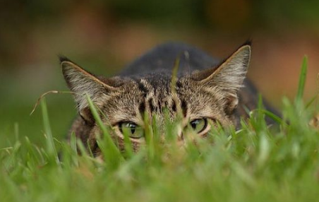 Kenapa Kucing Suka Main di Luar Rumah? Berikut 4 Alasan dan Cara Agar Kucing Peliharaan Betah di Rumah