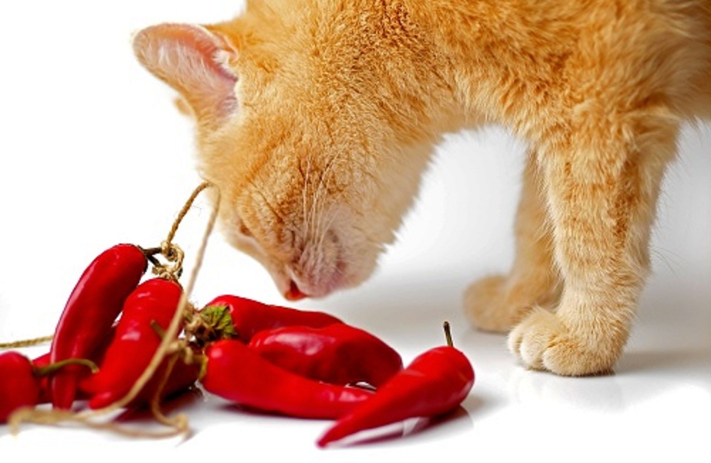 Mengenal 5 Aroma Yang Tidak Disukai Kucing Liar, Cocok Untuk Mengusir Kucing Liar Agar Tidak Berak Sembarangan
