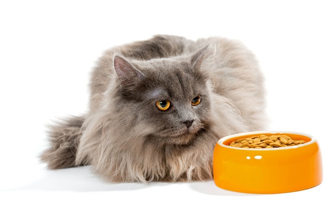 Memelihara Kucing Persia, Inilah 3 Rekomendasi Makanan Kucing Untuk di Buat di Rumah, Dijamin Anabul Suka!