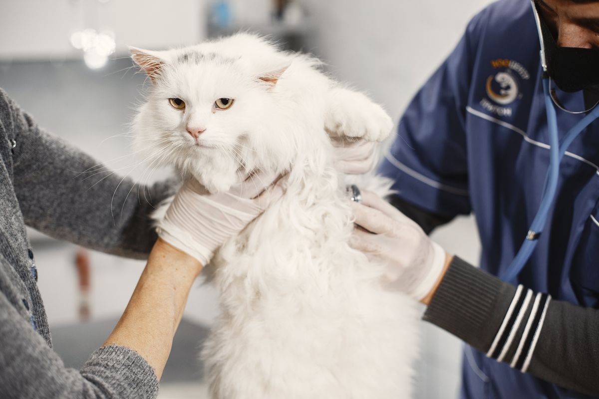 Harga Steril Kucing Jantan Dua Kali Lebih Murah Dibanding Kucing Betina