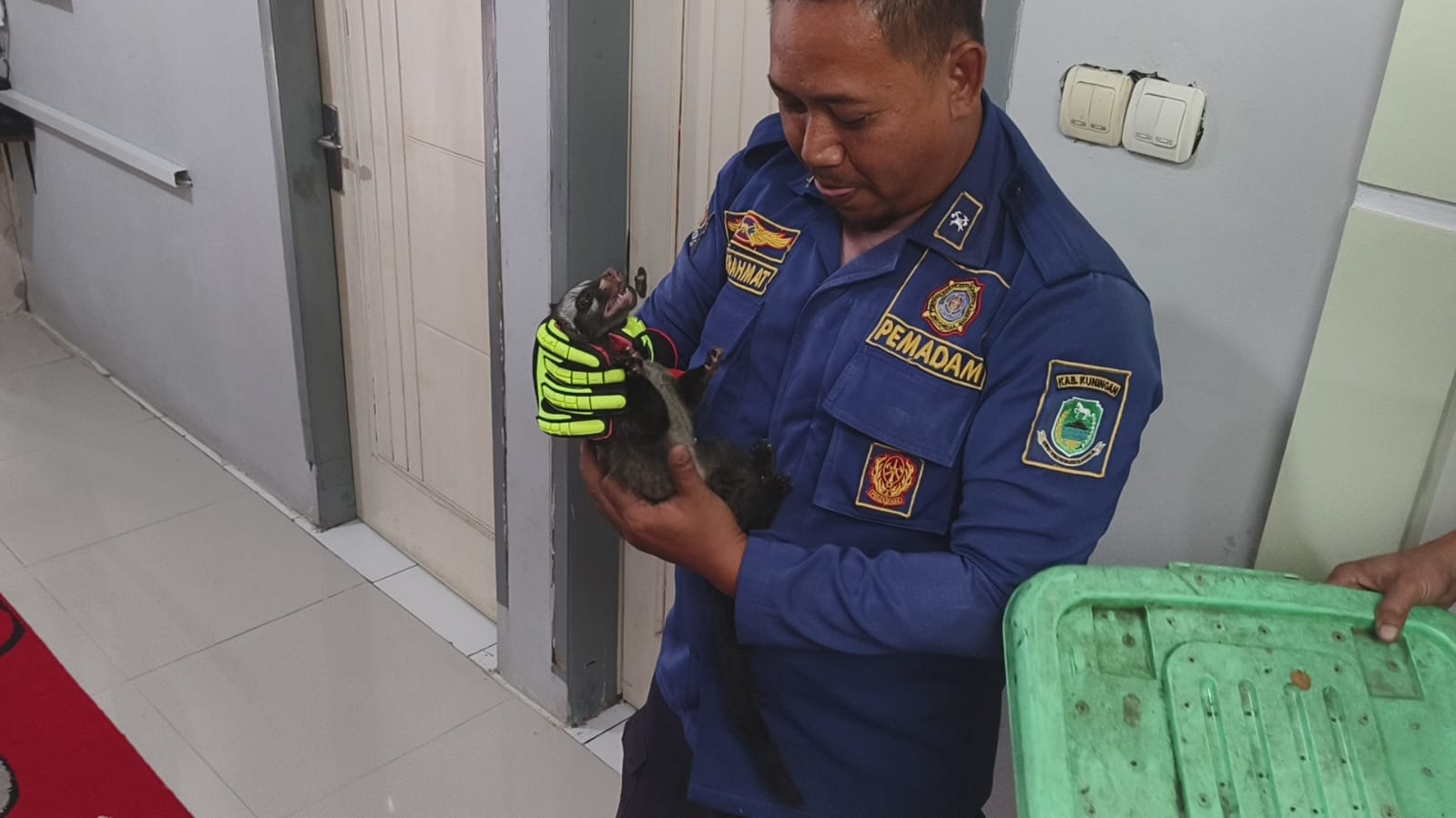Rumah Warga Caracas Berantakan, Ternyata Ada Musang Masuk, Damkar Turun Tangan