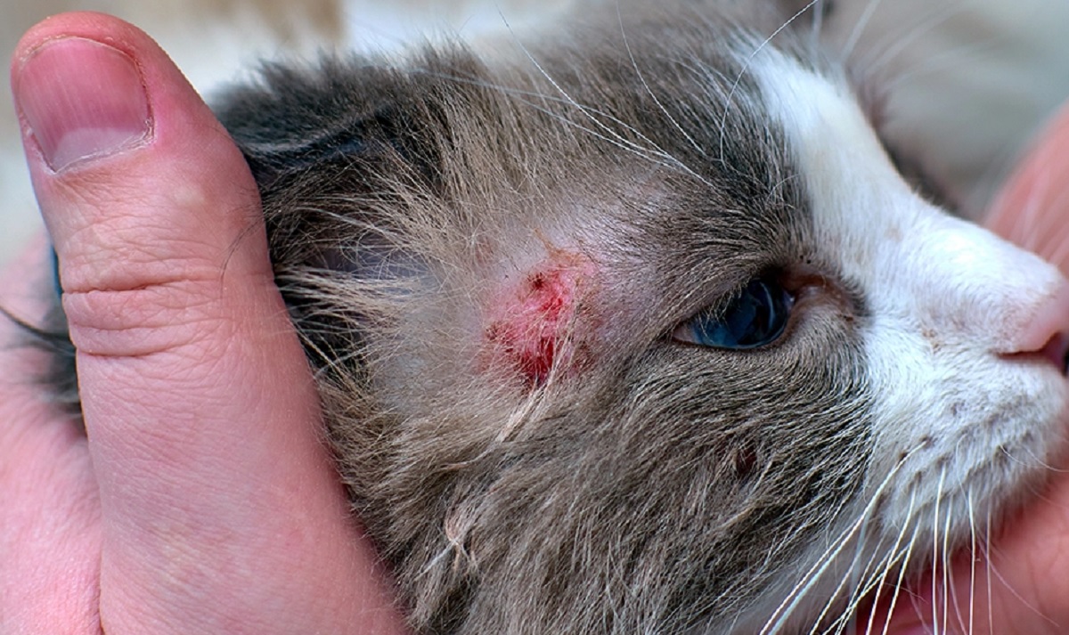 Gejala dan Penyebab Penyakit Scabies pada Kucing, Pemilik Anabul Harus Tahu