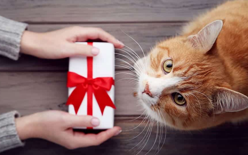 Pasti Suka! Berikut 3 Hadiah Terbaik Untuk Kucing Kampung, Agar Mereka Semakin Patuh dan Bahagia