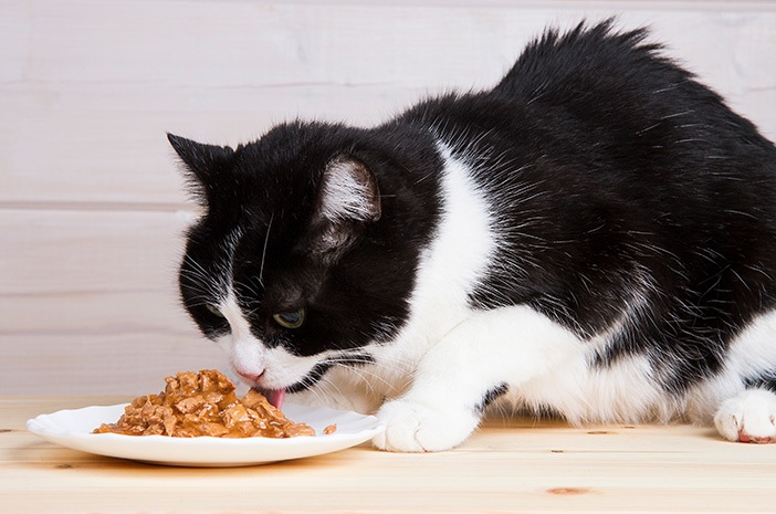 Makanan Basah Atau Kering Yang Bagus Untuk Kucing Peliharaan? Terdapat Kelebihan Dan Kekurangannya Loh!