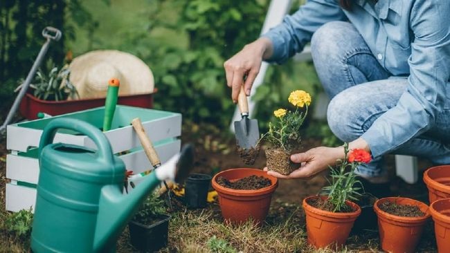 Bagaimana Merawat Tanaman Di Musim Hujan 4 Cara Merawat Tanaman Pada