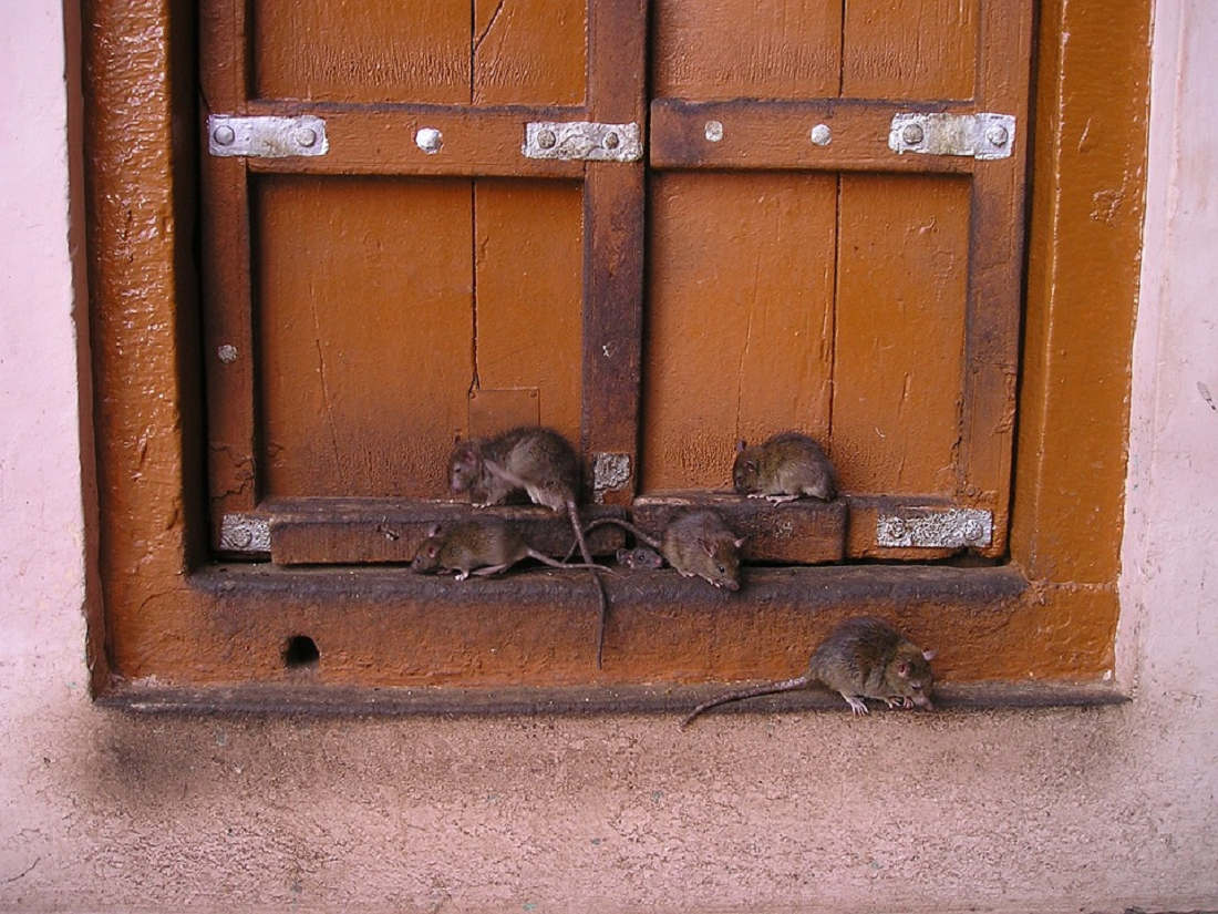 Ternyata Mudah Banget! Begini 3 Cara Agar Tikus Tidak Masuk Rumah, Simak Penjelasannya!