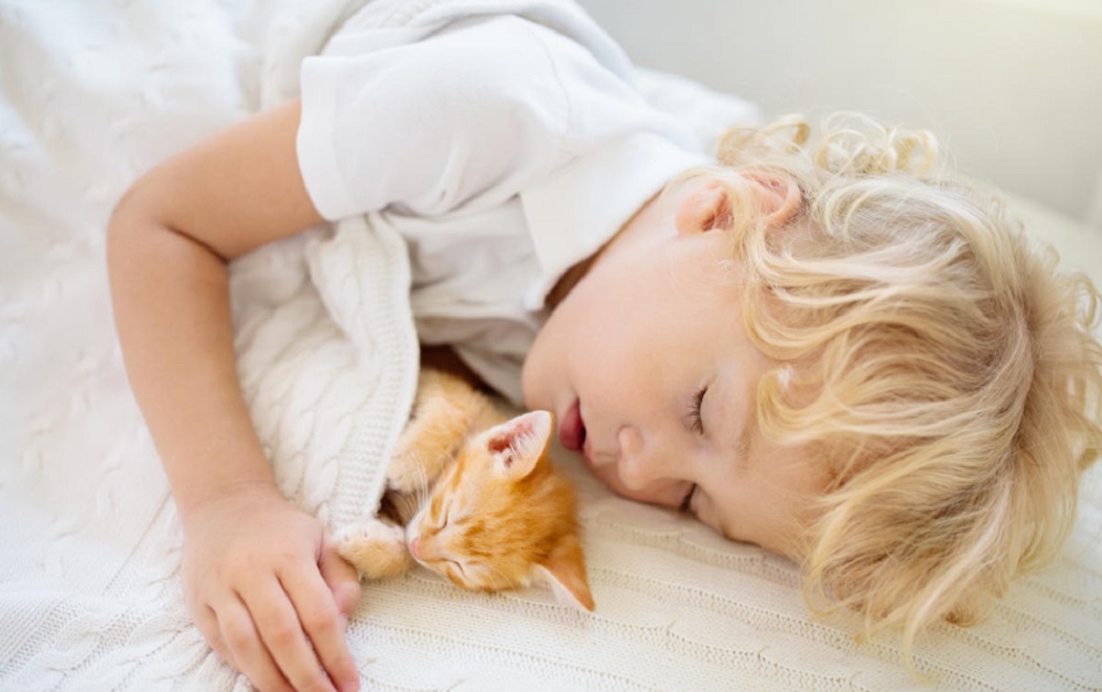 Yuk Kenali 6 Resiko Tidur Bersama Dengan Kucing, Pemilik Kucing Wajib Tau dan Waspada!