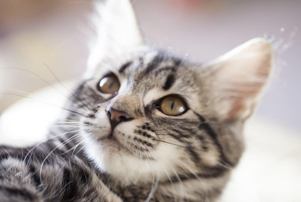 Inilah 7 Cara Menemukan Kucing Hilang Menjadi Solusi agar Kucing Mudah Ditemukan!