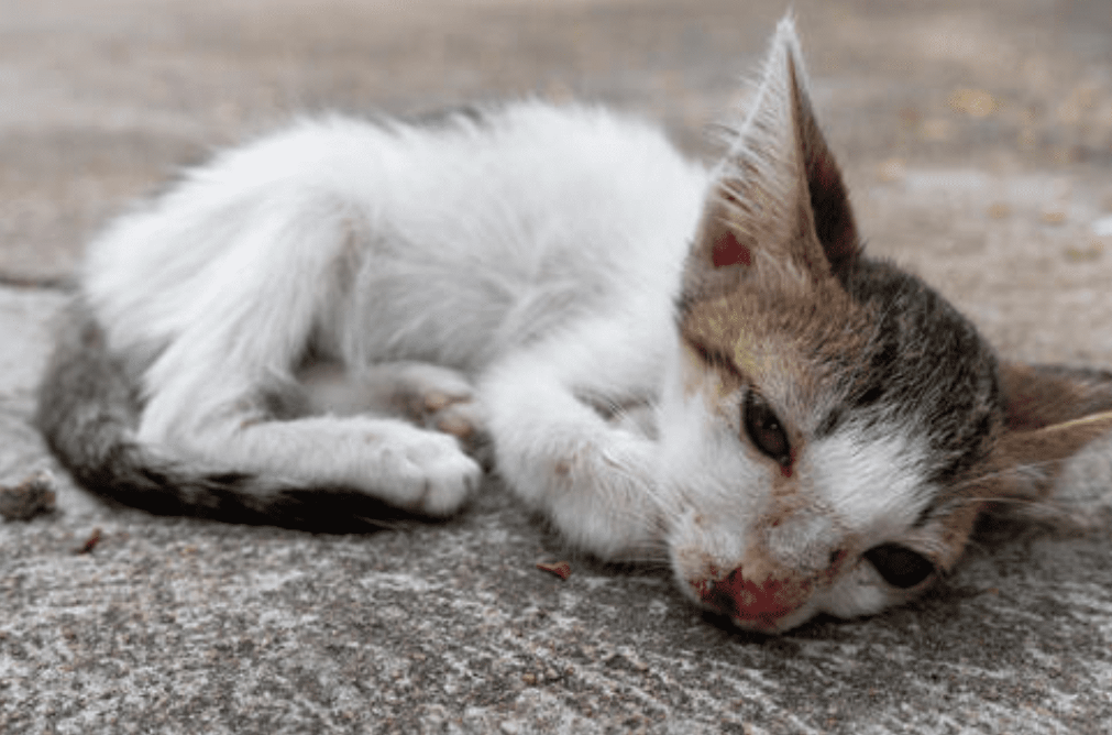Kenapa Anak Kucing Tiba Tiba Mati? Ternyata Ini 7 Alasannya dan Cara Menghindarinya