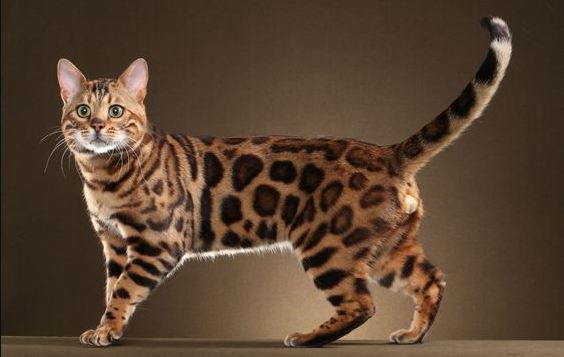 Mengenal Lebih Dekat Kucing Ashera 1,7 Miliar! Si Kucing Termahal Hingga Dan Langka Bercorak Seperti Macan Tut