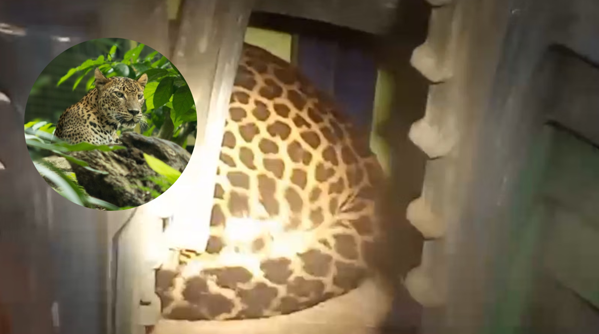 Terlihat di Kuningan! Ini Dia 5 Fakta Unik Macan Tutul Jawa, Kucing Besar Terakhir di Pulau Jawa