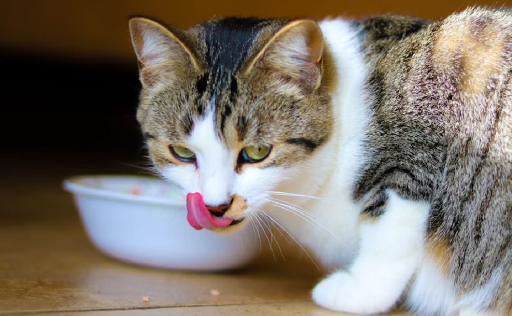 Buat Bulu Kucing Makin Cantik dan Tebal, Ini Dia 5 Makanan Kucing Murah Bikin Gemuk dan Buat Bulu Makin Tebal