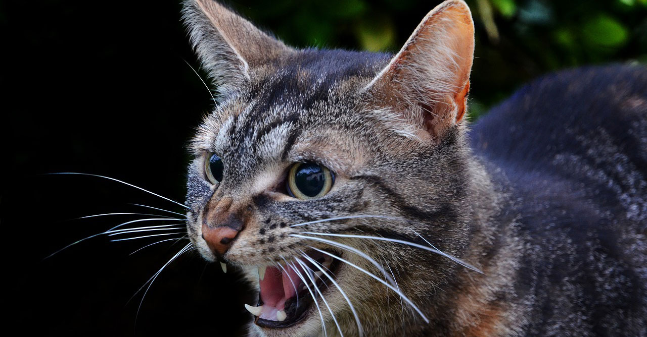 Inilah 5 Penyebab Kucing Agresif yang Perlu Kamu Pahami, Bisa Mencakar Hingga Mengigit