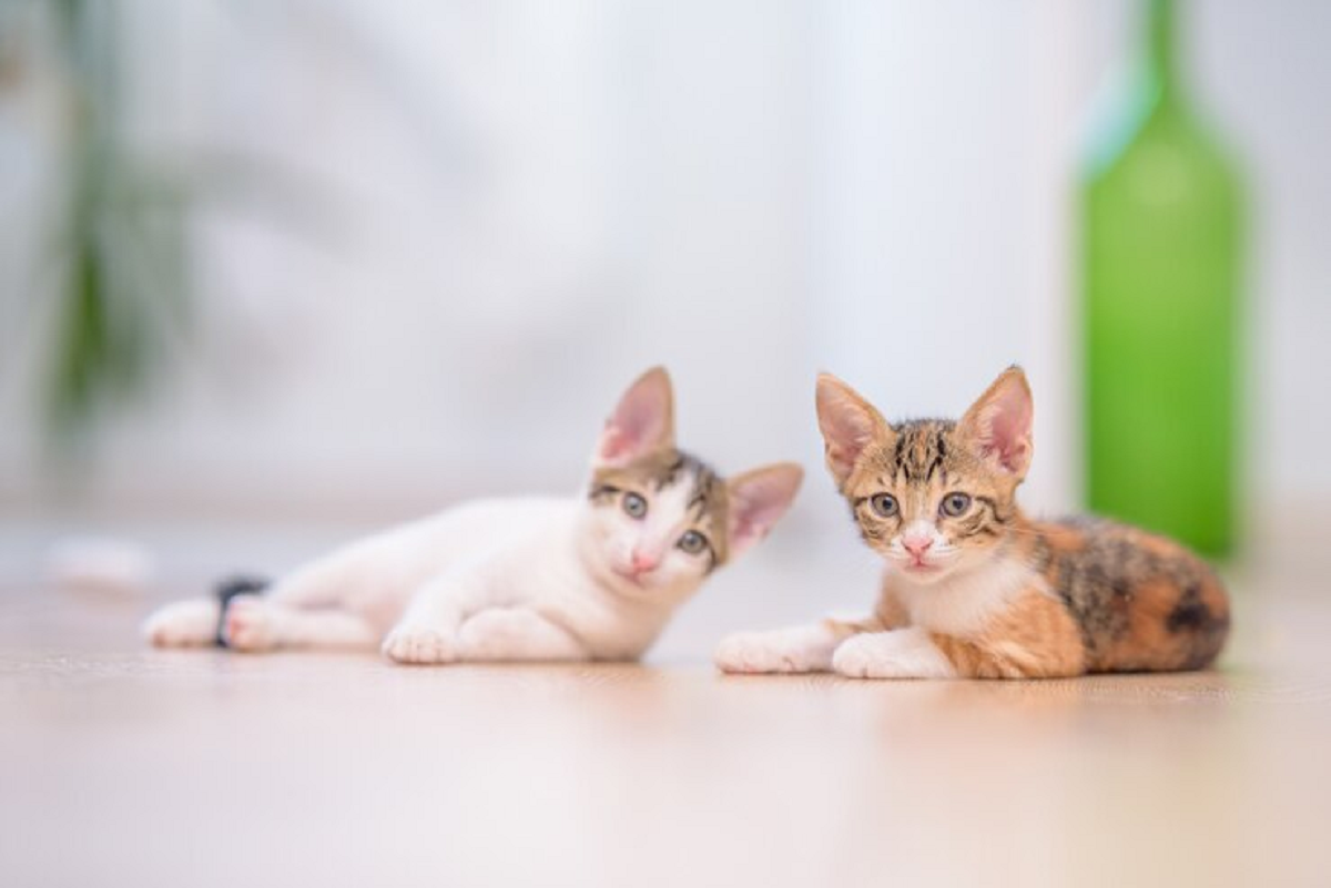 Beda Dari Yang Lain, Berikut Sifat Kucing Belang Tiga Yang Belum Kamu Ketahui, Simak Penjelasannya