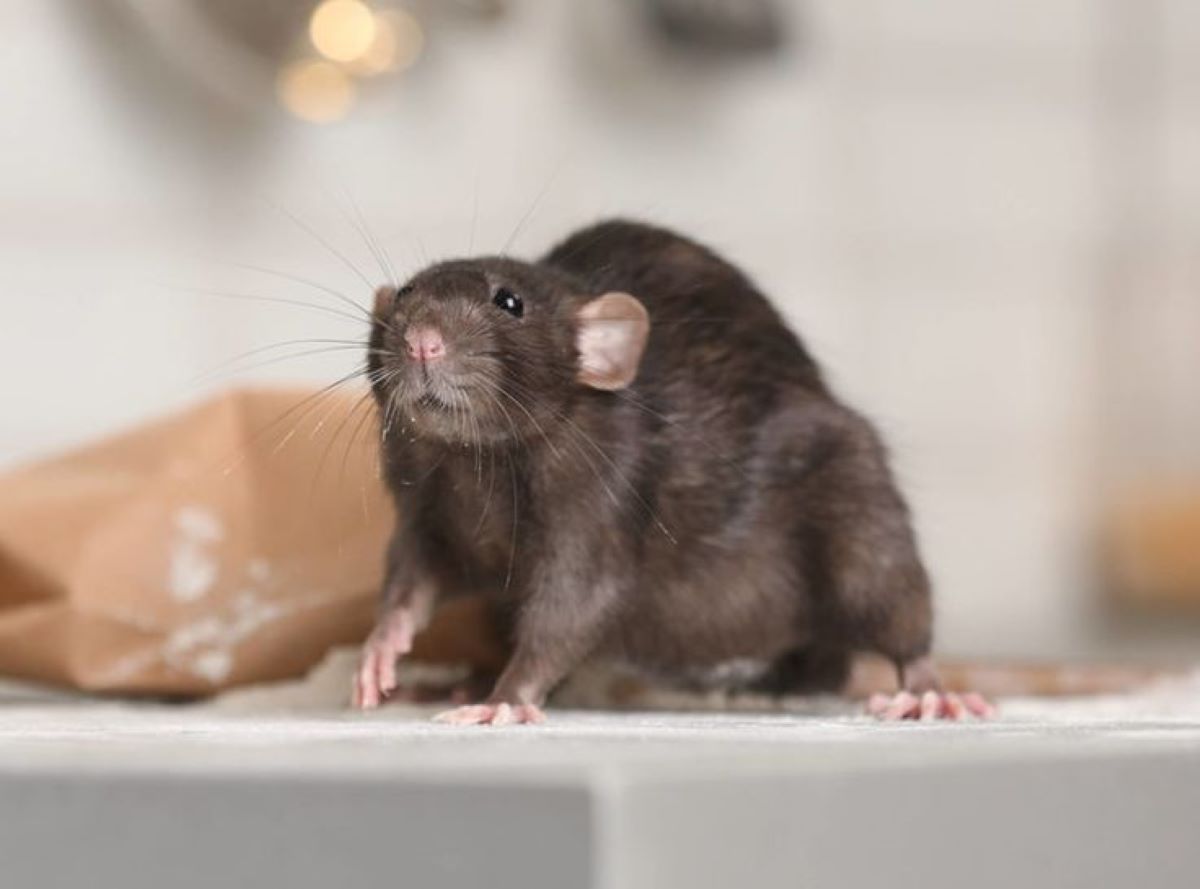 5 Jenis Bau yang Tidak Disukai Tikus, Cocok untuk Menyingkirkan Tikus dari Dalam Rumah