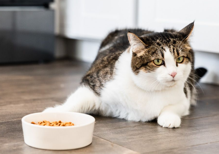Kenapa Kucing Minta Makan Padahal Masih Sisa di Pinggir Mangkuknya? Ternyata Ini 3 Alasannya