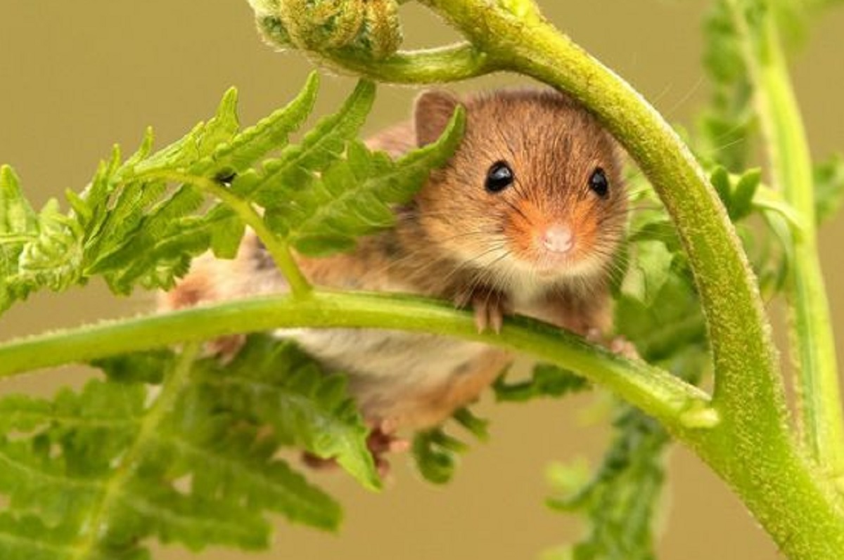 Baunya Bikin Tikus Gak Tahan Lagi, Ini Dia 6 Aroma Wangi Yang Dibenci Tikus, Cocok Usir Tikus Dari Rumah!