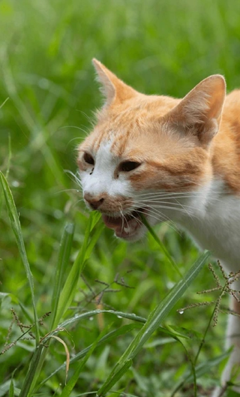 Kenali 5 Manfaat Kucing Makan Rumput, Benarkah Baik Untuk Kesehatan Anabul?