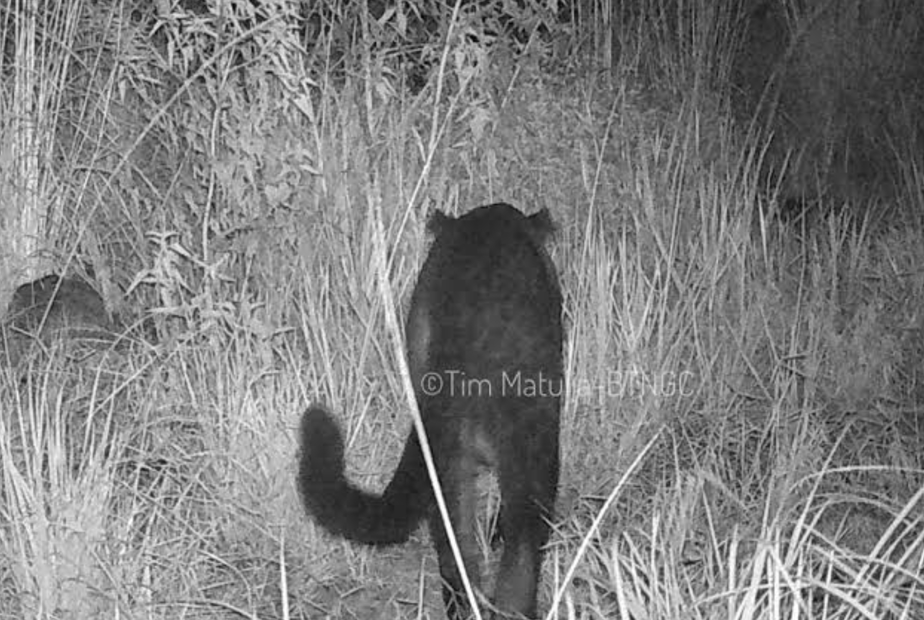 Kucing Besar dari Pulau Jawa Terancam Punah, Justru di Gunung Ciremai Ada Indikasi Penambahan 3 Ekor