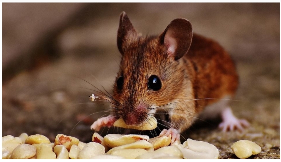 Jebak Tikus Dengan Makanan Yang Mereka Sukai, Berikut Daftarnya
