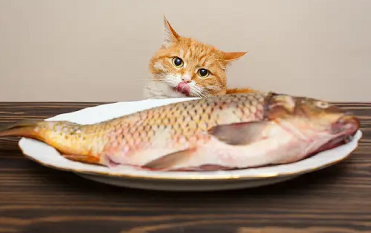 3 Tips Membuat Makanan Kucing Sederhana Berbahan Dasar Ikan dan Ayam ,Yuk Simak