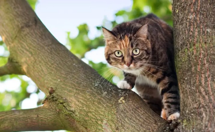 Simak 3 Alasan Kenapa Kucing Kabur dari Rumah, Beserta Cara Pencegahan yang Baik dan Benar Berikut ini!