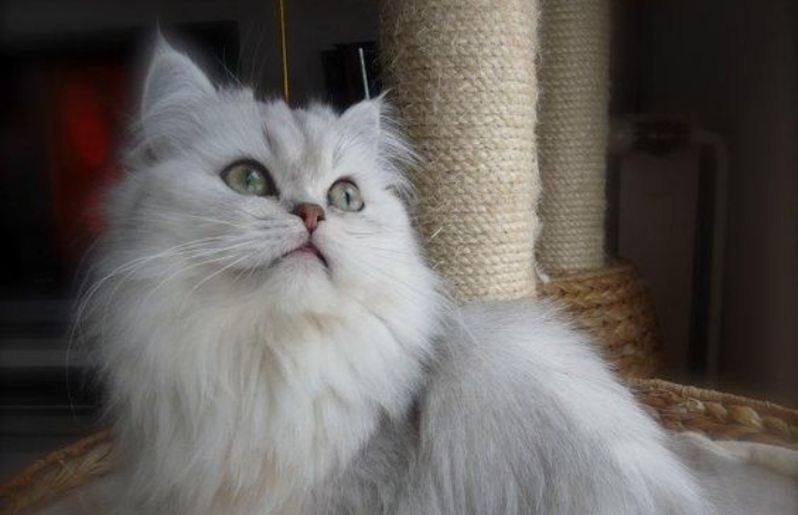 Menilik 3 Keunikan Kucing Persia; Kucing dengan Masa Kanak-kanak Terlama Dibandingkan Kucing Lainnya 