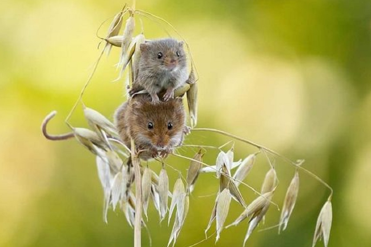 Inilah 5 Cara Praktis Membuat Tikus Kabur Dari Rumah Dengan Bahan Dapur, Yuk Simak Selengkapnya