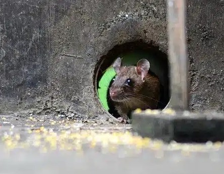 Ini 4 Tempat Sarang Tikus di Rumah yang Perlu Kamu Basmi, Agar Tikus Pergi dari Rumah!