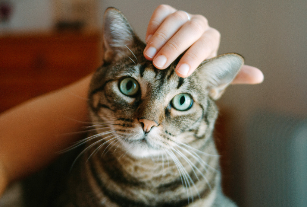 Tiba-Tiba Jadi Manja Sama Kita, Ini 4 Macam Bahasa Tubuh Kucing Minta Makan, Bikin Gemas