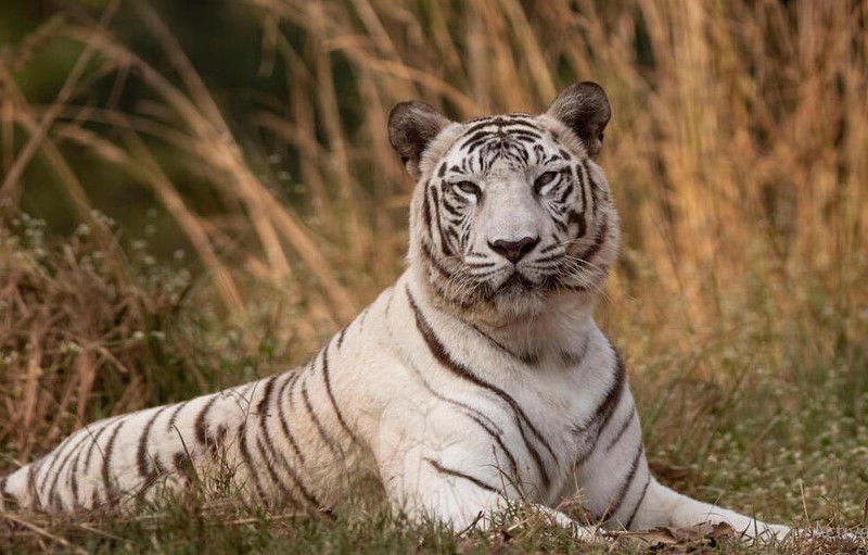 Harimau Putih Berasal dari Mana? Berikut 7 Fakta Unik Tentang Harimau Putih yang Langka