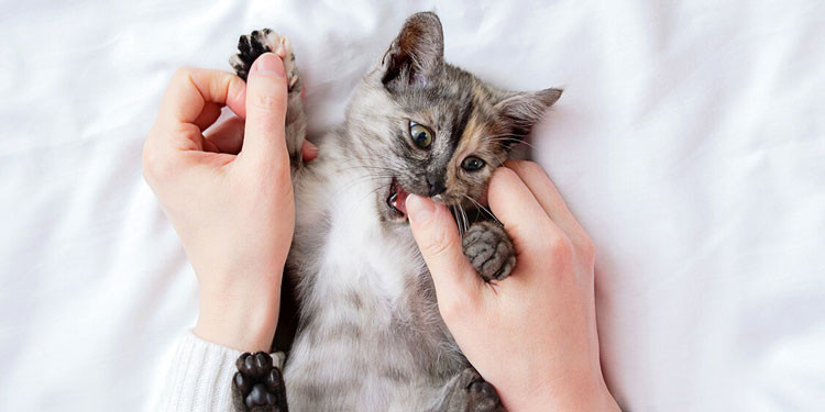 Unik! 5 Alasan Kenapa Kucing Suka Menggigit Pemiliknya, Ternyata Menunjukan Kasih Sayang