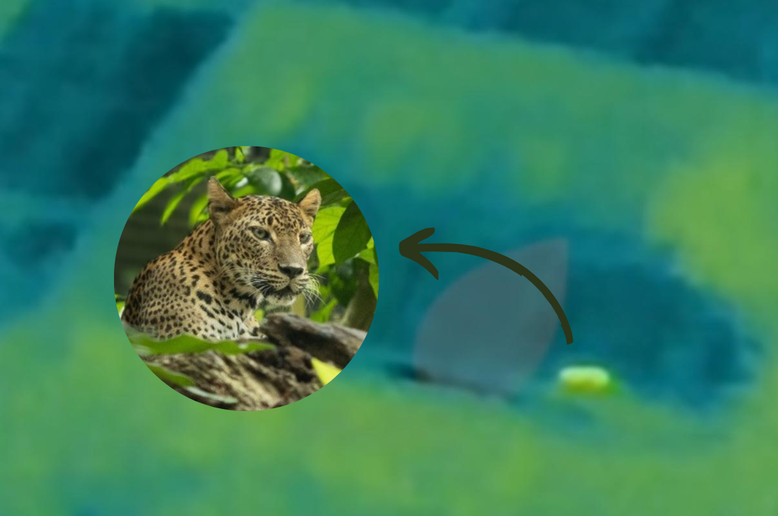 Kamera Drone Thermal Tangkap Penampakan Macan Tutul Kuningan Usia 3 Tahun yang Kabur dari Lembang Park Zoo