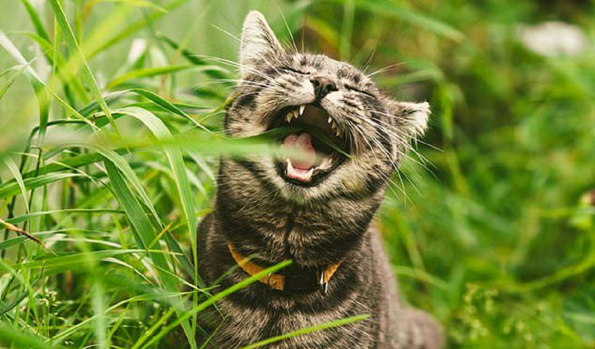 Kucing Anda Demam? Coba Berikan Obat Herbal Alami Berikut Ini, Tapi Jangan Lupa Konsultasi dengan Dokter Dulu