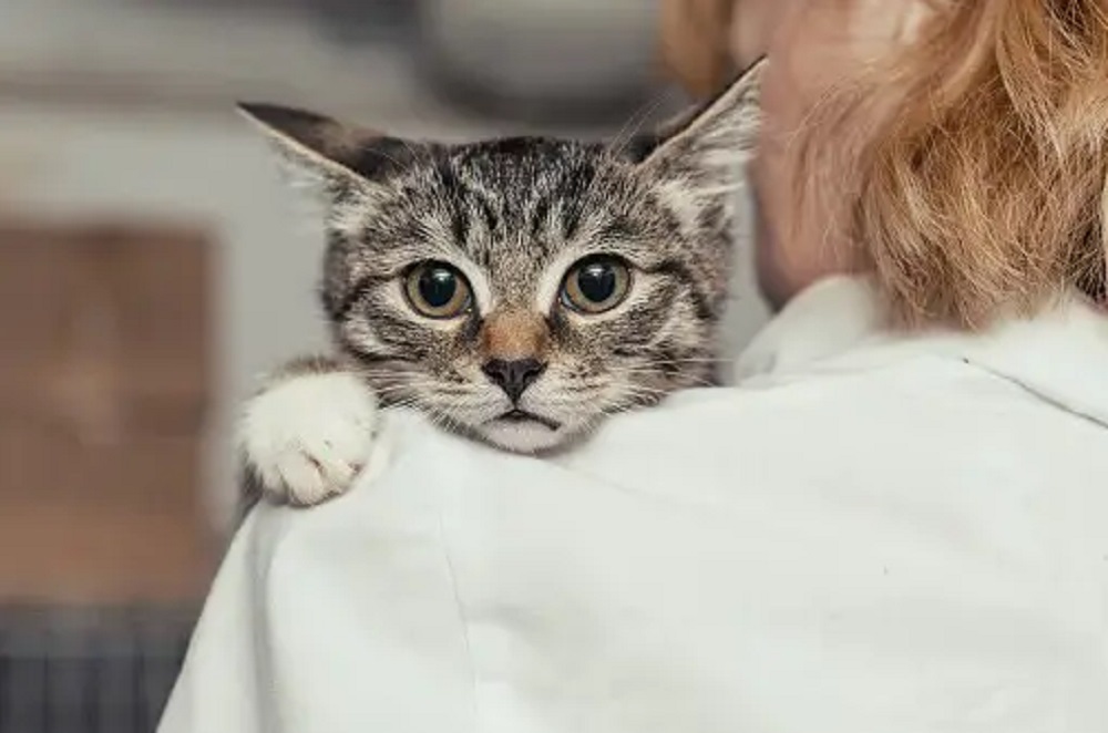 4 Alasan Kucing Menjadi Sedih Ternyata Ini Tandanya, Pemilik Anabul Wajib Tau dan Peka!