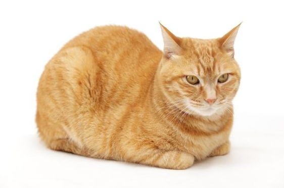 Kucing Bisa Hidup Berapa Lama? Ternyata Ada 4 faktor Yang Mempengaruhi Usia Kucing, Apa Saja..