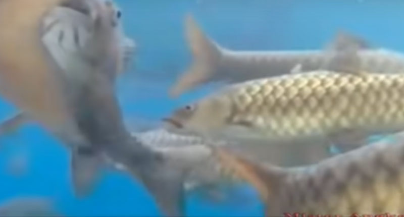 Heboh! Belasan Ikan Dewa di Objek Wisata Cibulan Mati Mendadak, Dikubur Pakai Kain Kapan