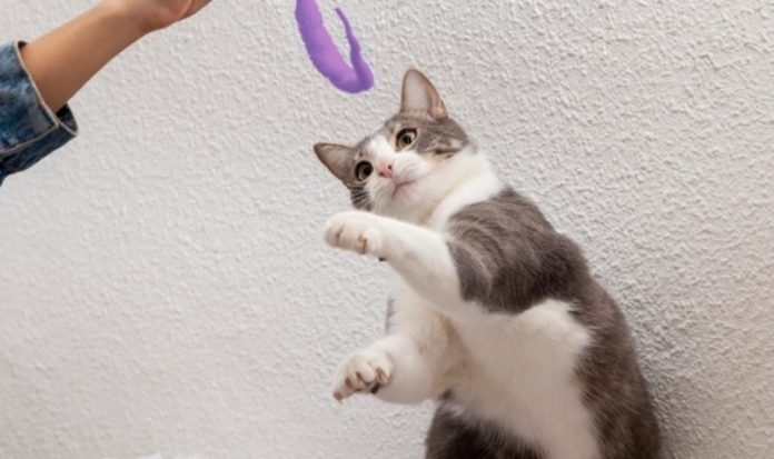 6 Tips Sederhana Membahagiakan Kucing Agar Betah di Rumah, Cat Lovers Sudah Melakukannya?